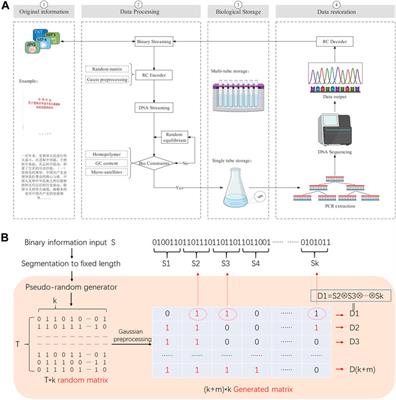 Towards long double-stranded chains and robust DNA-based data storage using the random code system